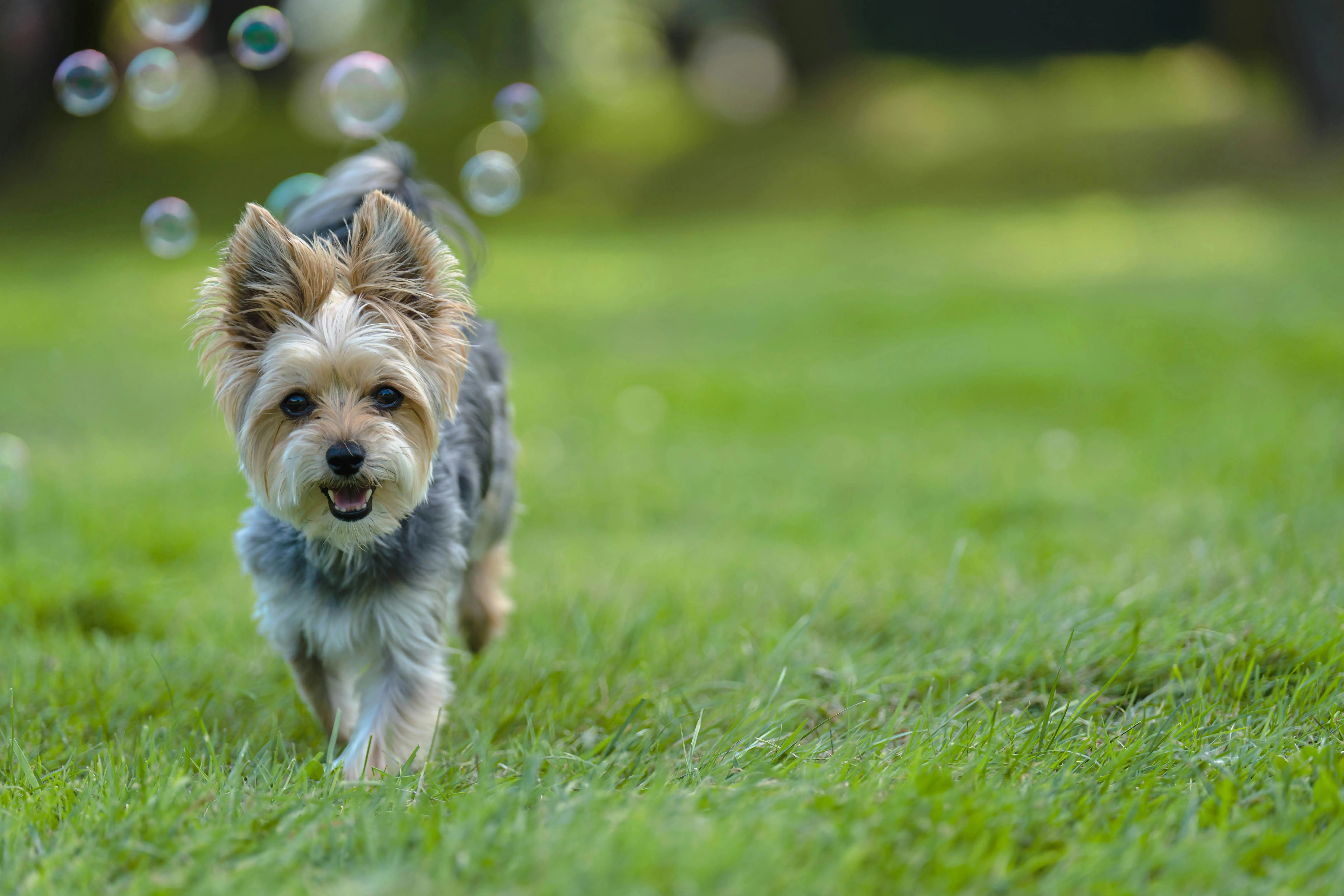 Pet Park — Infinity Evana Punawale